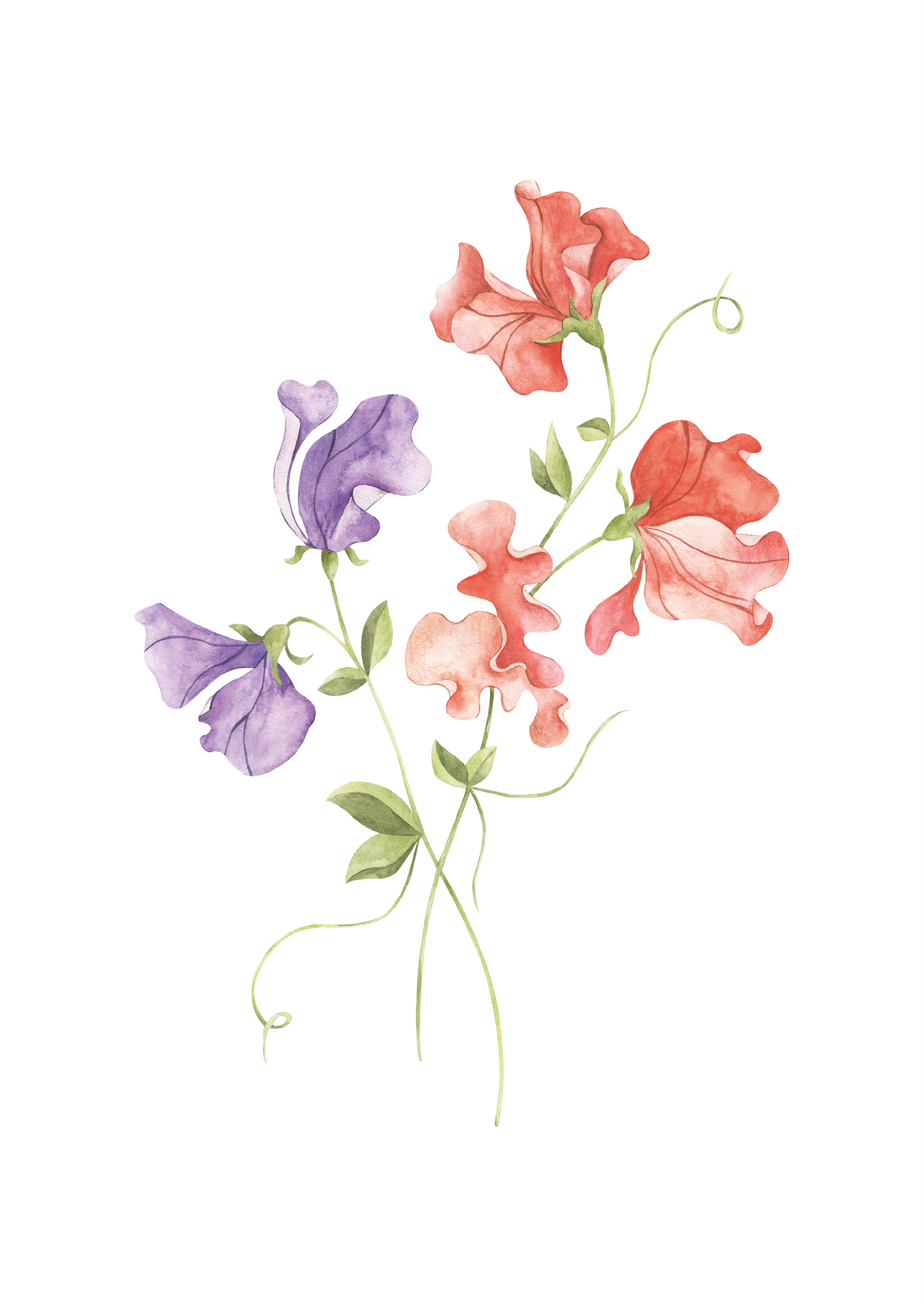 Sweetpea__Coral/Lilac
Watercolour coral and lilac sweet pea flower nursery art print – a romantic floral design perfect for grandmillennial and traditional interiors. A timeless gift for baby girls, suited for birthdays, christenings, and baby showers.