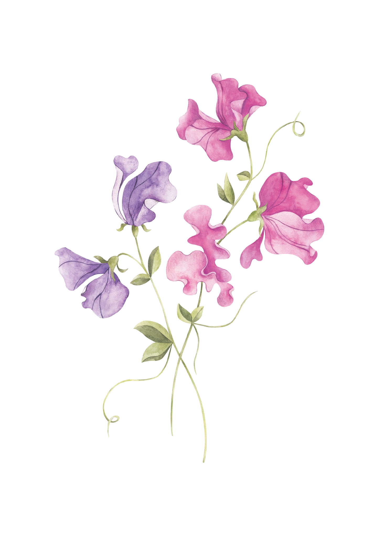 Sweetpea__Pink/lilac
Watercolour pink and lilac sweet pea flower nursery art print – a delicate botanical illustration ideal for grandmillennial and traditional interiors. A beautiful gift for birthdays, christenings, baby showers, or to add charm to a little girl’s room.