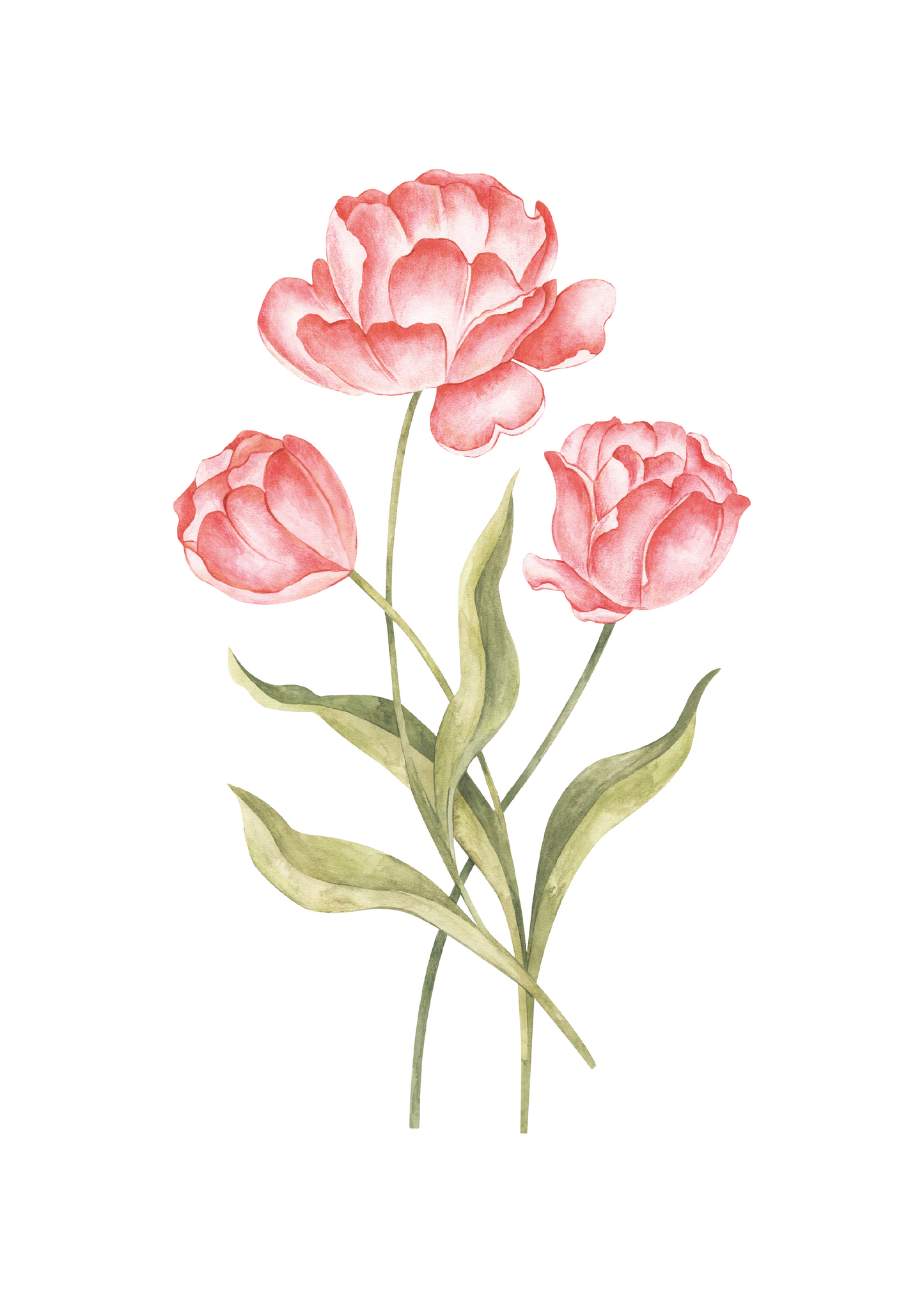 Tulip*Coral*Plain