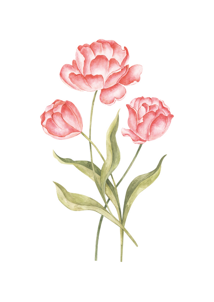 Tulip*Coral*Plain