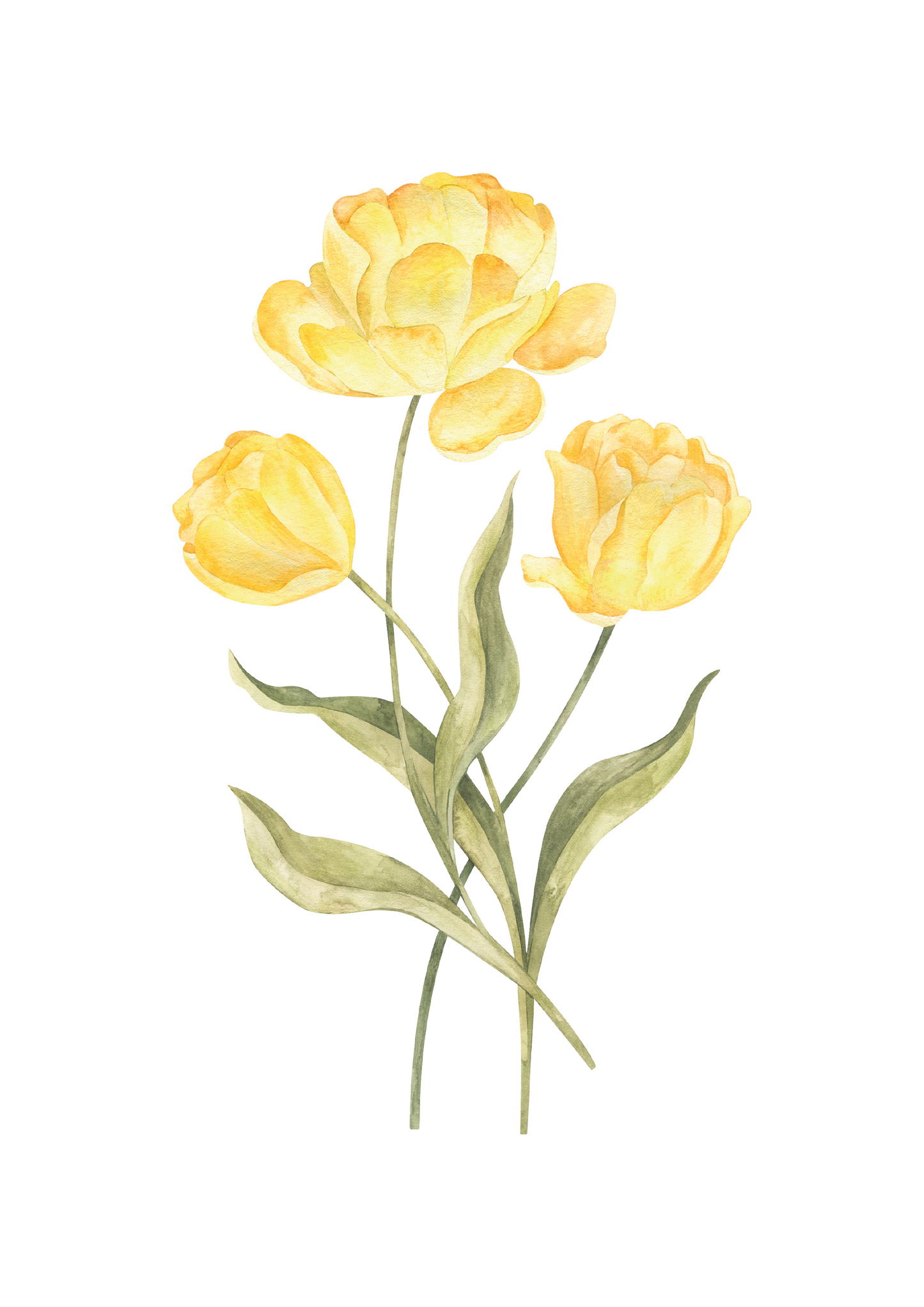 Tulip*Yellow*Plain